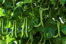 Maybe you would like to learn more about one of these? The Best Companion Plants For Zucchini And Squash