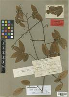 Image result for Xylopia collina