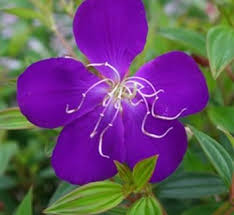 Image result for Cyphia lasiandra