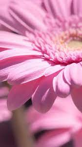 Download free daisy flower images for your phone, tablet, desktop and more hd to 4k quality available for commercial use no attribution required! 720x1280 Wallpaper Pink Daisy Flower Close Up Bloom Flower Iphone Wallpaper Best Flower Wallpaper Purple Flowers Wallpaper