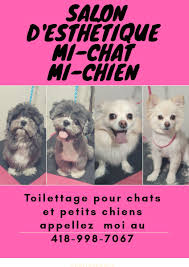 #l g b t : Salon D Esthetique Mi Chat Mi Chien Andreeannegaut1 Twitter