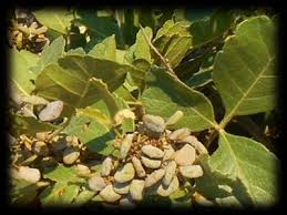 Image result for Searsia tenuinervis