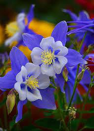 Pin On Flowers And Plants