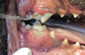 What does mouth cancer look like? Canine Oral Tumors And Growths Denver Area Veterinary Dental Specialist