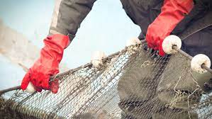 Maybe you would like to learn more about one of these? Per Pescare Al Mare Ci Vuole La Licenza Nieddittas