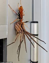 Spider crickets are a noisy little neighbor. Enormous Tarantula Hawk Wasp Carts Off A Dying Huntsman Spider In Bronte Sydney Daily Mail Online