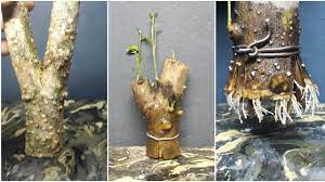 Cutting involves taking branches from a healthy tree and placing it into soil to create a new tree. Make Small Bonsai From Branch Cutting Anting Putri Wrightia Religiosa Youtube