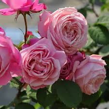 バラ シャンテ ロゼ ミサト