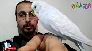 ترويض البادجي و الببغاء على التبرز في مكان مخصص Youtube