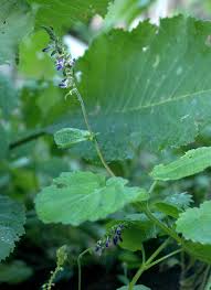 Image result for Equilabium stenosiphon