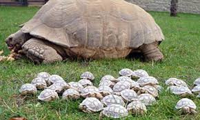 4,835 likes · 4 talking about this. African Sulcata Tortoise Keeps Pace With 45 Babies At Linton Zoo Daily Mail Online