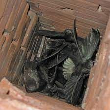 How Are Animals Getting In My Chimney Washington Dc Chimney Pros