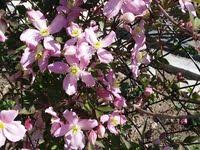 Sonnenroschen Garten Rosen