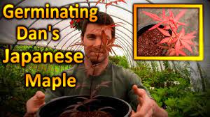 Germinating Dan S Japanese Maple Seeds How To Plant And Grow Japanese Japanese Red Maple Japanese Maple Japanese