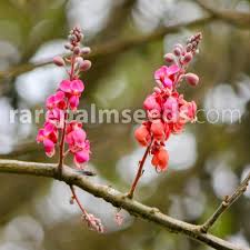 Image result for Berkheya spekeana