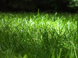 An expanse of green grass is one of the great traditions of the typical aussie scotts lawn builder extreme green lets you have the best of both worlds. Summer Lawn Care And Protection From Extreme Heat