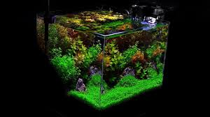 pin on aquariums