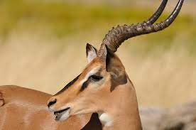 These are currently the best champions in the game and will most likely give any player an edge over the. Impala Foto Bild Tiere Wildlife Saugetiere Bilder Auf Fotocommunity