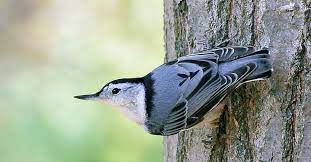 Females will build their nest on their own, lining a nest cavity with fur, bark, or dirt and then filling it will fine grass or other soft materials. Featured Birds White Breasted Nuthatches