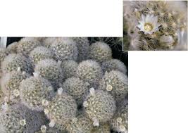Cacti can be grown from seeds or cuttings. Home Grown