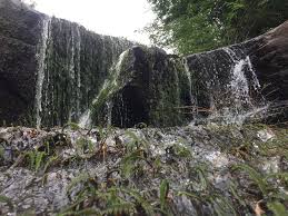 Image result for Hydrostachys lukungensis