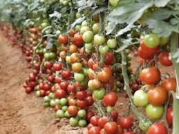 Take into account how much space you have at your disposal. How To Grow Tomatoes A Beginner S Guide To Vegetable Gardening
