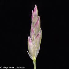 Image result for Eragrostis pilosa