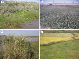 Image result for Echinochloa brevipedicellata