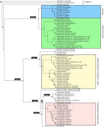 Image result for Conostomium natalense