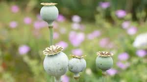 Image result for Papaver somniferum White Cloud
