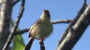 Suara burung cici padi merah cici meong. Mengamati Burung Cici Padi Di Sawah Youtube