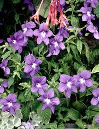 What Does It Mean When The Leaves Of Vinca Flowers Turn Yellow Vinca Minor Periwinkle Flowers Creeping Myrtle