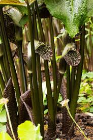 Image result for Arisaema