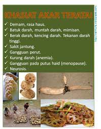 Maybe you would like to learn more about one of these? Teratai Wannura