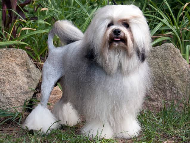 Dr. Olsen's Breed Spotlight: The Lowchen - Olsen Veterinary Clinic