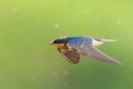 Golondrina (Hirundo rustica)