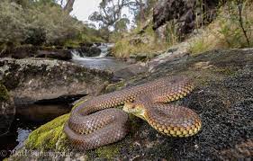 View Topic Aussie Elapids Reptiles And Amphibians Australian Animals Snake