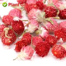This is due to newswire licensing terms. Buy Plantgift Dried Red Artful Plum Tea 30g 1oz çº¢å·§æ¢… Gluten Free Non Gmo Dried Flowers Herbs Kit For Bath Soap Making Dry Flowers Online In Indonesia B093wglz1y