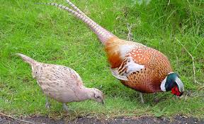 We raise a variety of birds including chinese ringneck pheasants, manchurian ringneck cross pheasants, kansas pheasants, and chukar redleg we take pride in keeping our customers happy and we are always willing to share the ideals and ideas that have made our business a success. Ring Necked Pheasant Facts D Artagnan