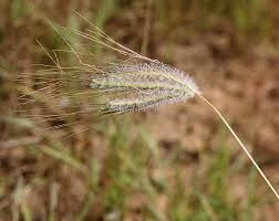 Image result for Dichanthium