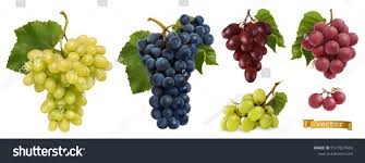 Wine Grapes Table Grapes Fresh Fruit 3d Realistic Vector Set Sponsored Affiliate Table Fresh Wine Grapes In 2020 Presentation Design Fruit Fresh Fruit