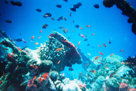Marine Ecosystem Wikipedia The ocean ecosystem covers most of the earth's surface and is home to millions of plants and animals. marine ecosystem wikipedia