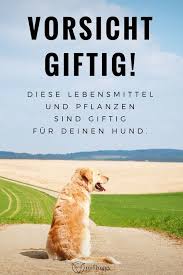 Vorsicht Giftig Weintrauben Und Weitere Giftige Lebensmittel Und Pflanzen Fur Hunde Hunde Giftige Pflanzen Hunde Garten