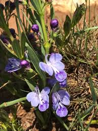 Image result for Rotheca wildii