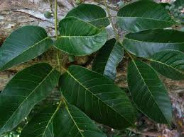 Image result for Canarium