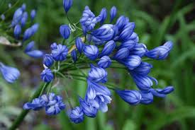 Appartenente alla famiglia delle nyctaginaceae, originaria delle zone tropicali dell'america del sud, è un arbusto rampicante sarmentoso e spinoso, sempreverde, con piccoli fiori tubolari bianchi o gialli, sottesi da tre grandi brattee di colore tipicamente rosa/fucsia (ne esistono, tuttavia, molte varietà di. Tanti Fiori Nel Verde Della Macchia Mediterranea Discovery Trip