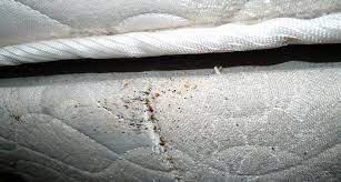 A prime indication that you have bed bugs is the presence of bed bug molt. 4 Reasons Not To Ignore Signs Of Bed Bugs Science News For Students