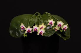 ☘️ Cát lan Sung Ya Green