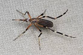 Ehrlich pest control is the expert, professional pest control solution for your home or business near raleigh, nc. Weirdest Wildest Insects Found In Raleigh Lawnstarter
