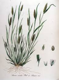 Image result for Setaria viridis